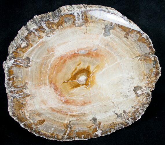 Beautiful Araucaria Petrified Wood Slice - #9583